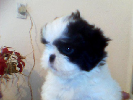 Shi-Tzu Preta e Branca